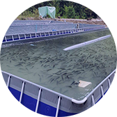 跑道式流水槽養(yǎng)魚項(xiàng)目二